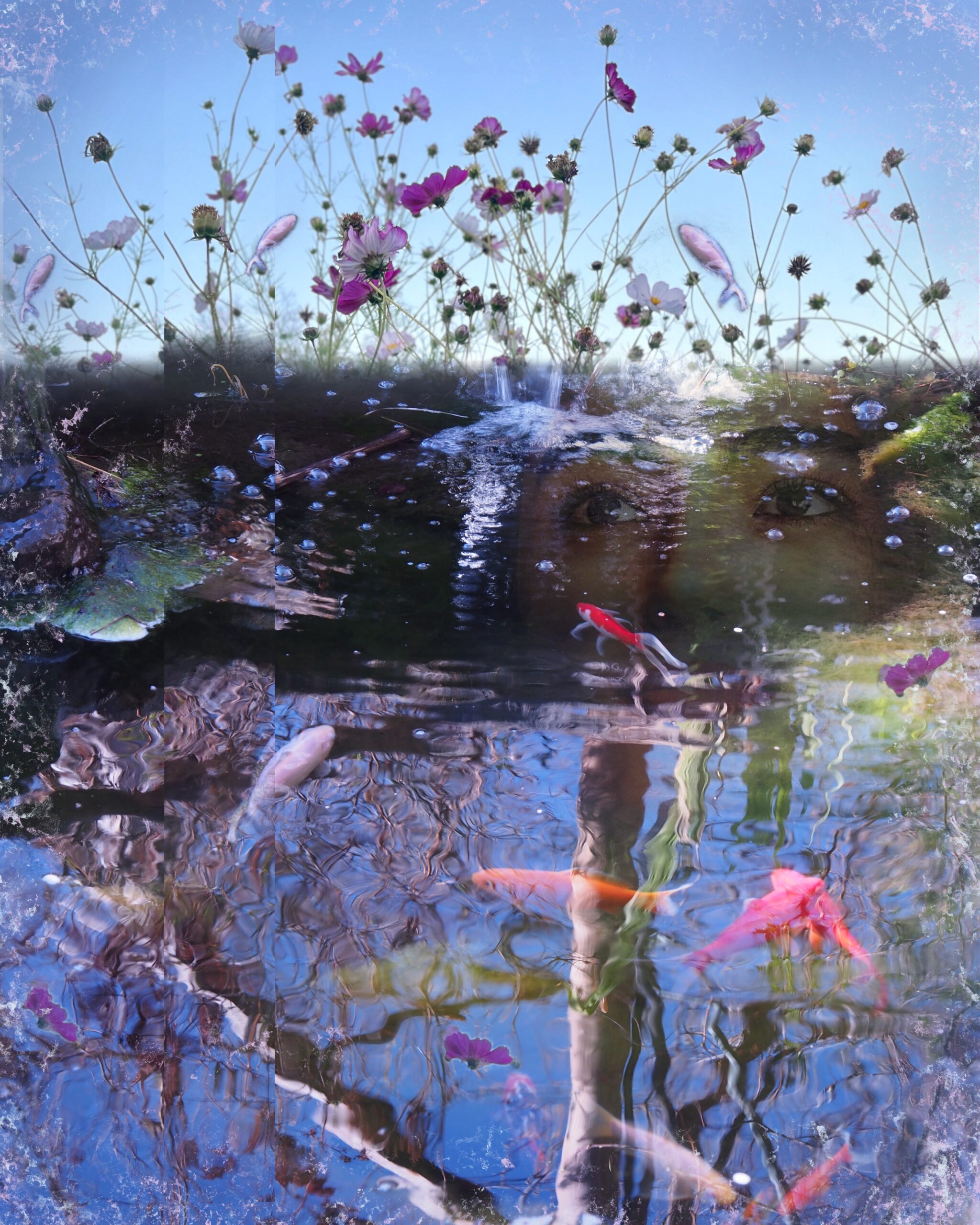 The Koi Cosmos postcard to poster sizes